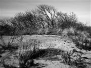 Sandy Hook dune
